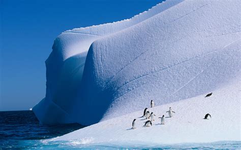 一个父亲带孩子游北极和南极