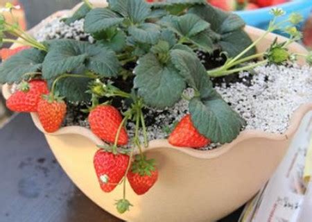 一个花盆种几棵草莓