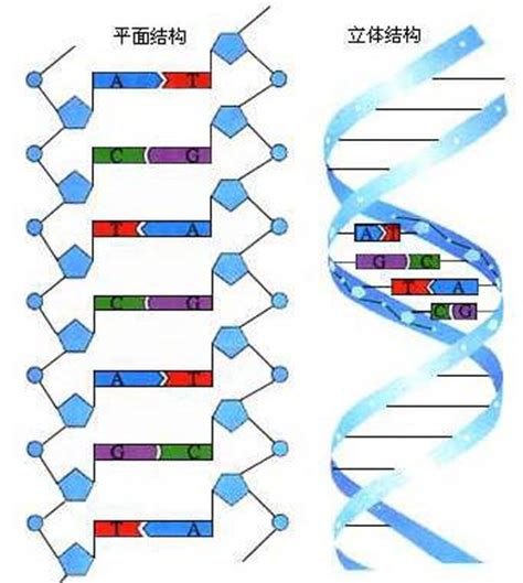 一个dna分子上有多少基因