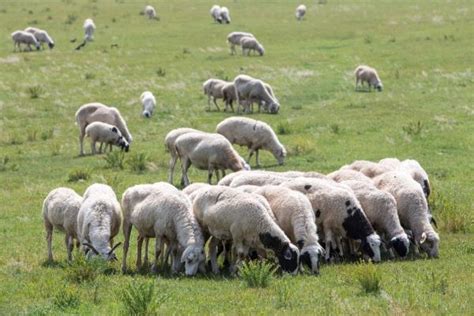 一亩地能养多少只羊