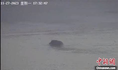 一头野猪12分钟横渡长江火了