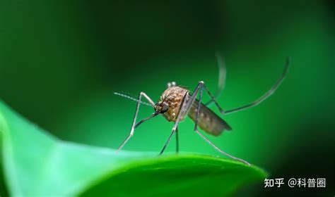 一年四季都有蚊子是怎么回事