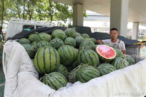 一斤西瓜一天能卖几百斤