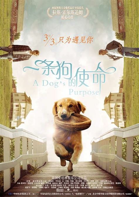 一条狗的使命中文小说百度云