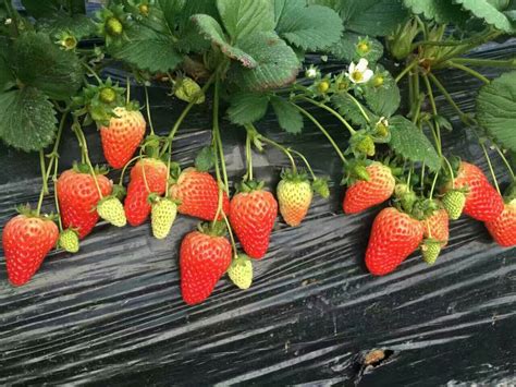 一株草莓苗能结几年果