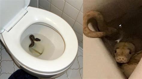 一男子上厕所被蛇咬