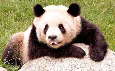 三年级作文我最喜爱的大熊猫