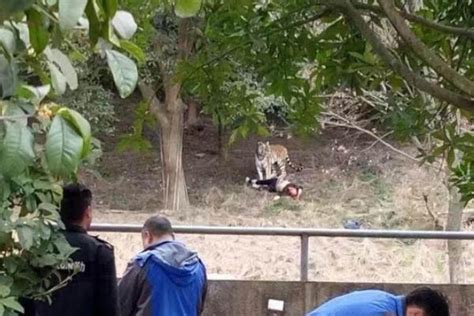 上海动物园老虎把人叼走事件