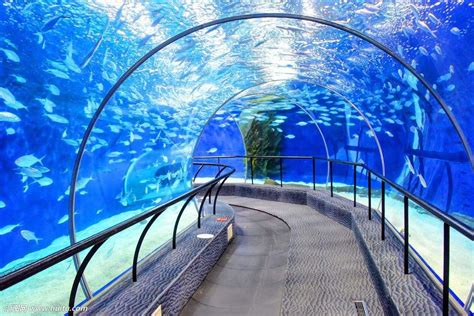 上海海洋水族馆免费时间
