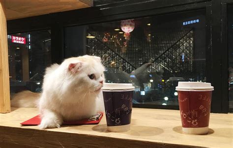 上海猫咖啡