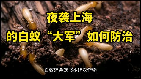 上海白蚁最新视频