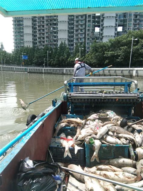 上海苏州河频现死鱼放生成杀生