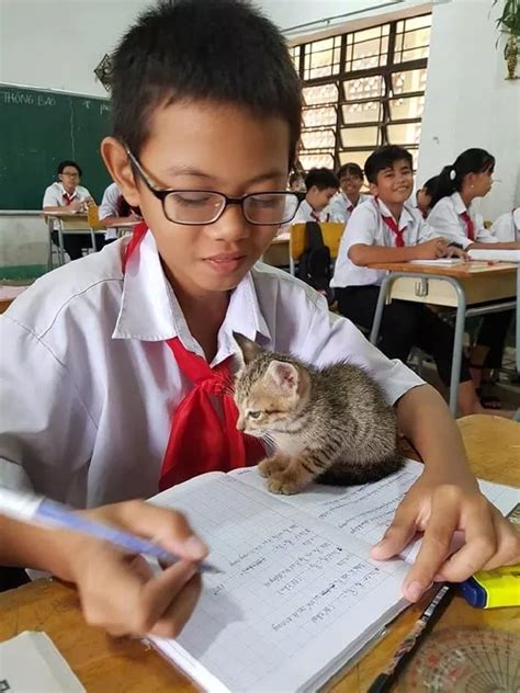 上课时猫把主人书吊出教室