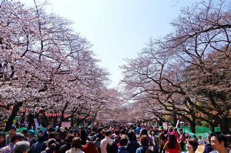 上野的樱花烂漫的时节