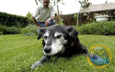 世上最老的狗去世