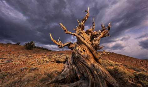 世界上寿命最长的树排名
