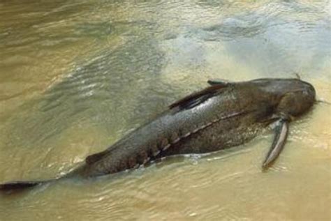 世界上最凶猛的十大淡水鱼排行榜
