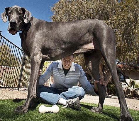 世界上最大狗狗死去