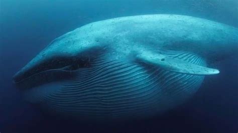 世界上最大的动物比蓝鲸还大