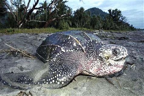 世界上最大的海龟有多少米