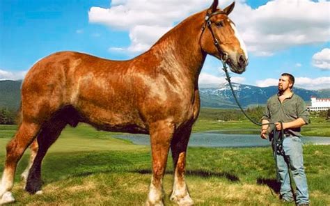 世界上最大的马的品种