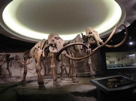 世界上最完整的猛犸象骨架