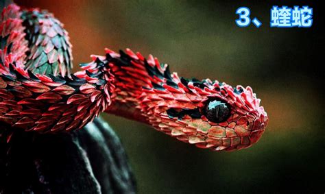 世界上最恐怖的蛇是什么蛇