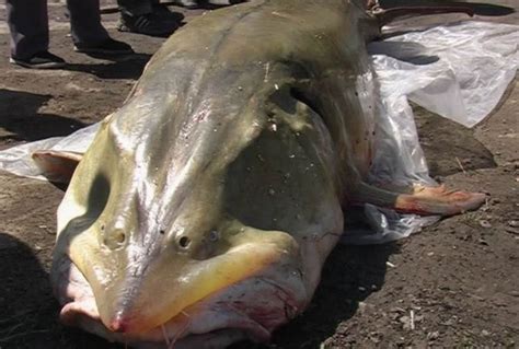世界上最重的鱼多少斤