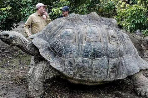 世界体型最大的海龟排名