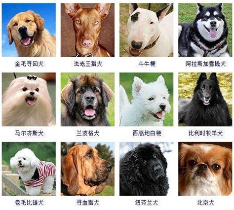 世界名犬排名前100图