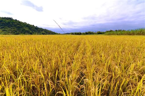 世界最早的水稻起源于哪里