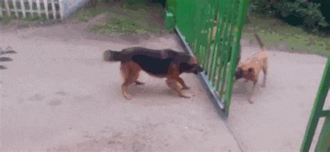 两个狗吵架打开门秒怂