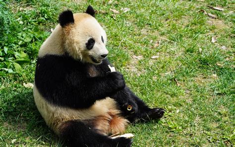 两只大熊猫落户卡塔尔