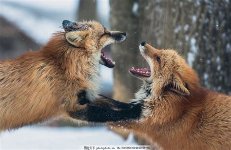 两只狐狸嘲笑同伴