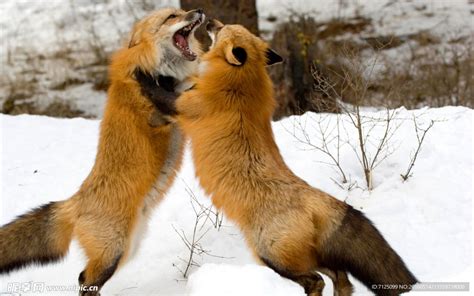 两只狐狸获救