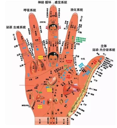 中医手部位与病症对照图