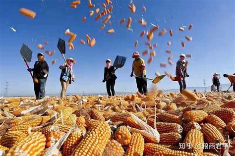 中华粮网最新玉米行情