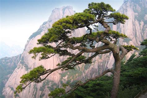 中国三棵国宝级树