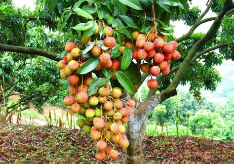 中国农民最适合种植的10种果树