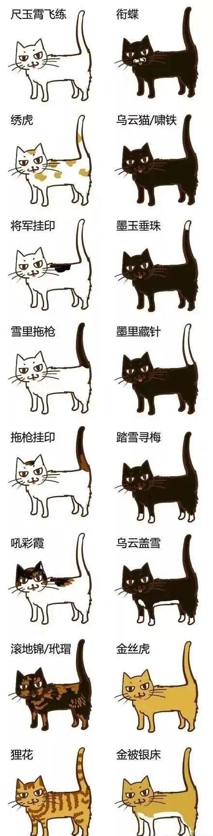 中国古代给猫起的名字