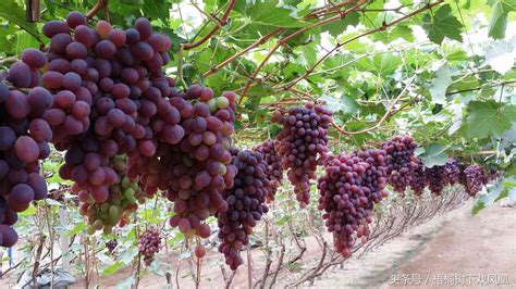 中国哪个年代开始种植葡萄