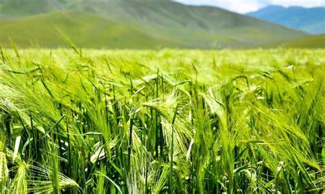 中国哪里种植大麦