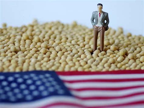 中国已停止进口美国大豆了吗