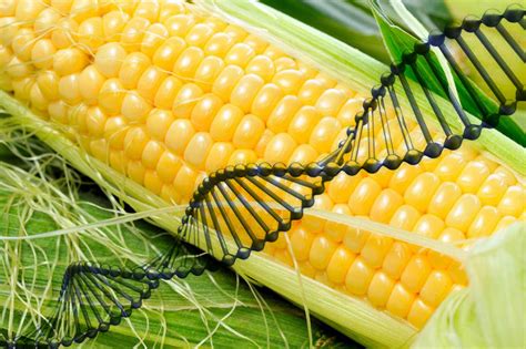 中国批准转基因农作物品种