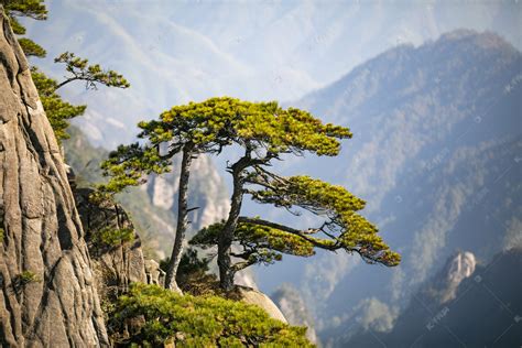 中国松树图片大全大图