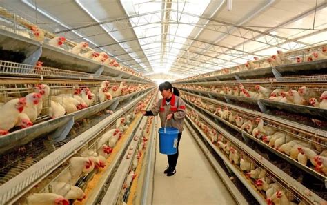 中国正规养鸡合作公司