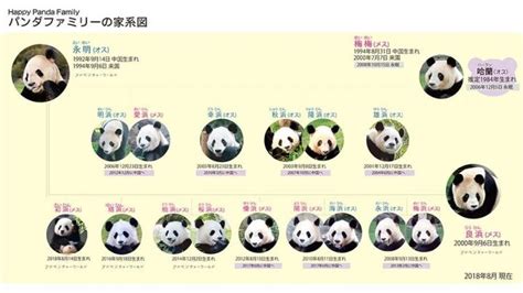 中国熊猫谱系
