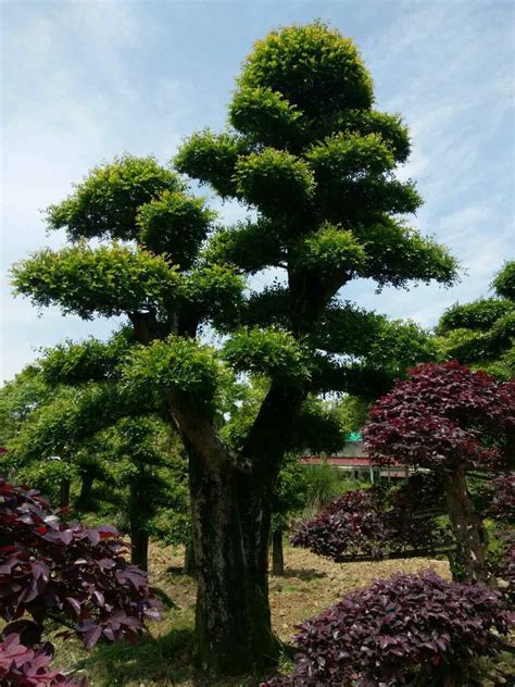 中国特有的五大庭院树种