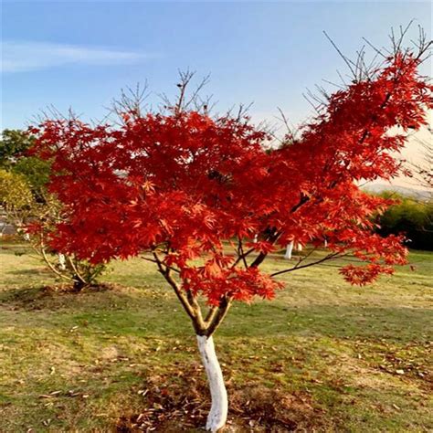 中国红枫树的栽培方法
