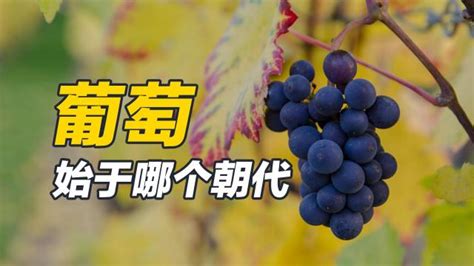 中国葡萄种植始于哪个朝代